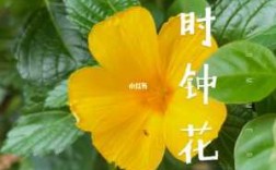 时钟花读了短文我想说（读了时钟花我想对小羊说什么）