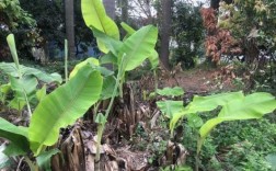 芭蕉树的果实短文（芭蕉树的芭蕉怎么写）