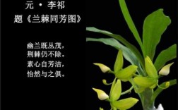 寻兰花小短文（寻找兰花的散文诗）