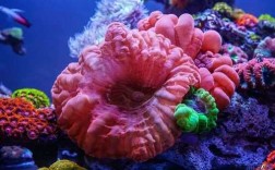 描述珊瑚的短文（描述珊瑚的短文怎么写）