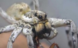 狼蛛捕食短文（狼蛛捕食的视频）