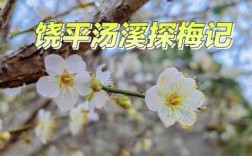 梅园探梅短文（梅园探梅短文阅读答案）