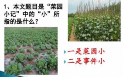 短文阅读《菜园里》（菜园阅读题答案）