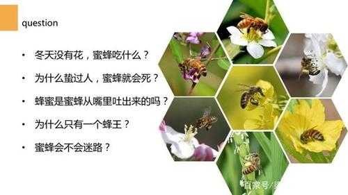 蜜蜂生殖特点科普短文（蜜蜂的生殖特点是什么）-图2