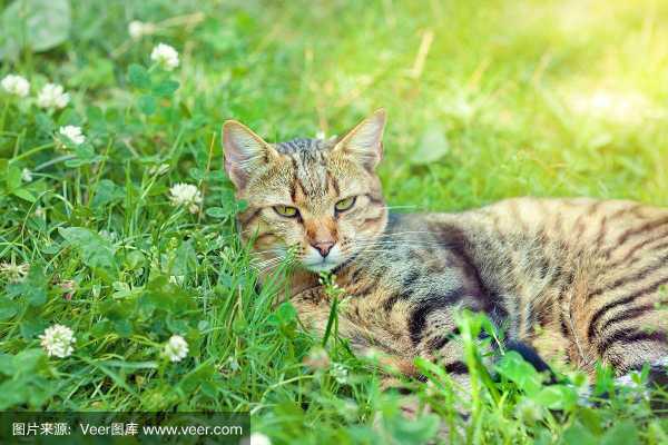 猫和苜蓿阅读短文（猫和苜蓿的故事阅读）-图2