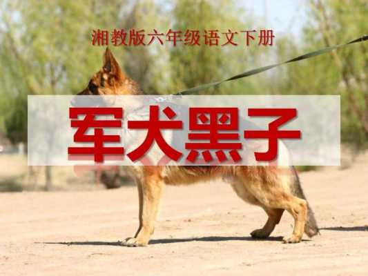 军犬黑子的短文（军犬黑子阅读答案全部）-图2