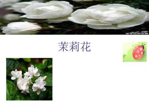 短文茉莉答案（茉莉花短文阅读答案）-图3