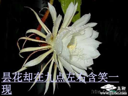 短文《昙花》（昙花的阅读答案）-图2