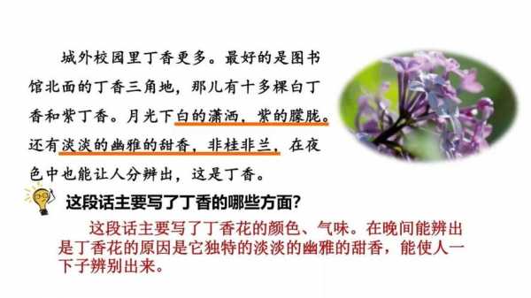 阅读短文丁香花（阅读丁香花答案）-图1