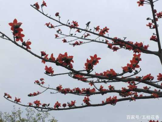 阅读短文木棉花（木棉花开阅读短文）-图3