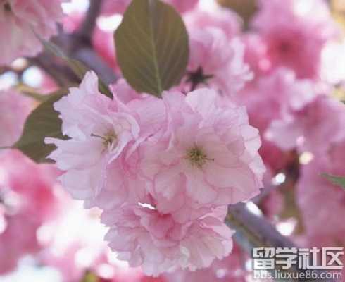 樱花伤感短文（关于樱花伤感id）-图3