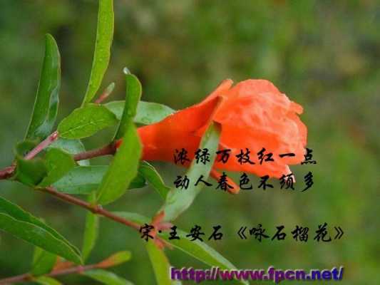 王安石生花笔短文（王安石写花）-图3