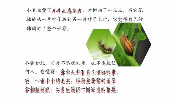 阅读短文小毛虫（短文小毛虫告诉我们什么道理）-图1