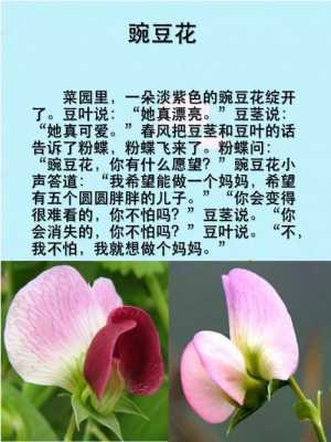 豌豆花阅读短文（短文中描写豌豆花的样子是什么）-图1