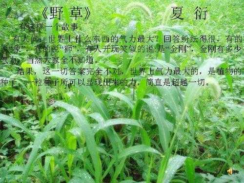 野草短文（野草短文是从哪些方面来突出野草的特点的）-图3