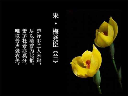 寻兰花小短文（寻找兰花的散文诗）-图3