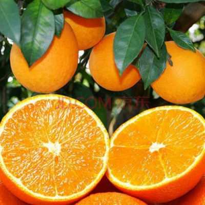 水果脐橙短文（脐橙的文章）-图2
