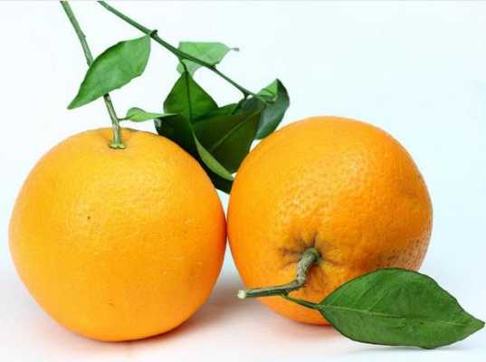 水果脐橙短文（脐橙的文章）-图1