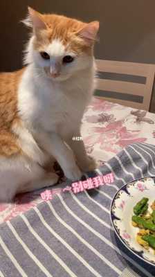 猫的底线阅读短文（猫咪的底线）-图1