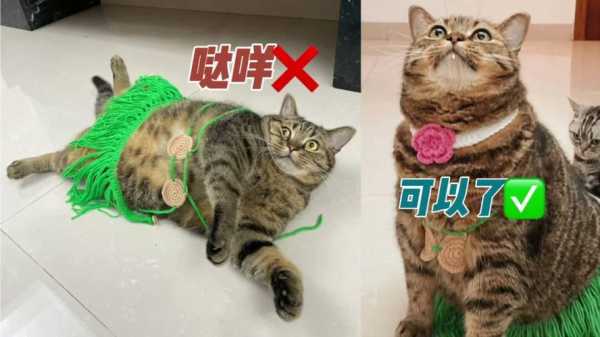 猫的底线阅读短文（猫咪的底线）-图2