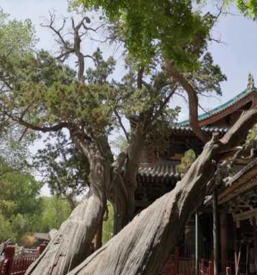 晋祠(短文（晋祠短文中把树木比作什么呢,这样写的好处是）-图3