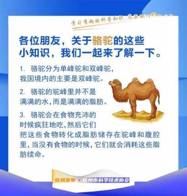 关于骆驼的科普短文（关于骆驼的相关资料）-图3