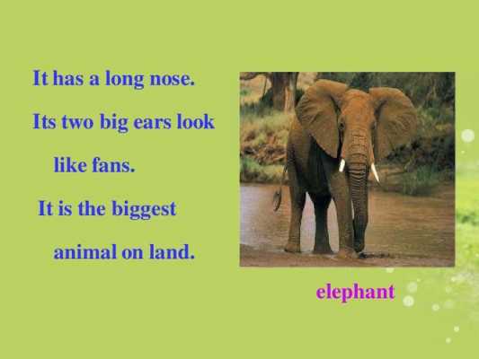 形容大象的英语短文（形容大象用英语怎么说）-图2