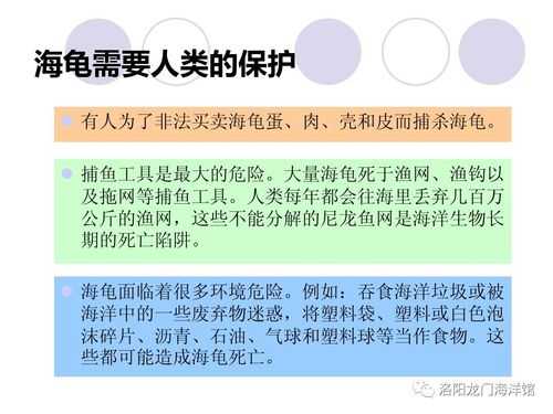 海龟保护宣传短文（海龟保护宣传短文三年级）-图3